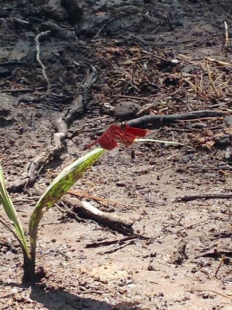 Scarlet Dragonfly (Neurothemis terminata)