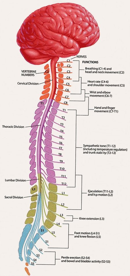 Nerve Centers Along the Spinal Cord