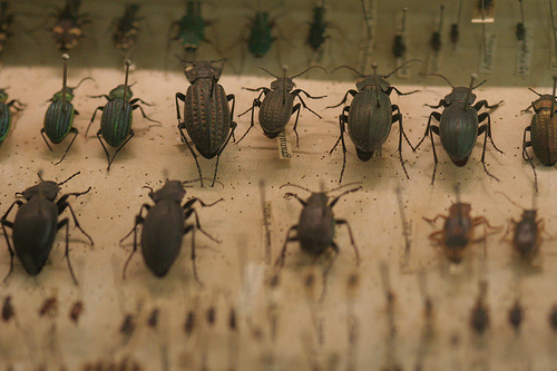 The Urgency of Love - Darwin's Beetles
